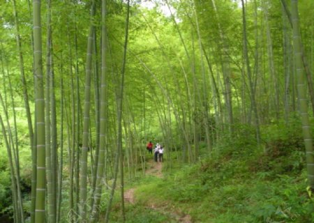 竹林竹山图片