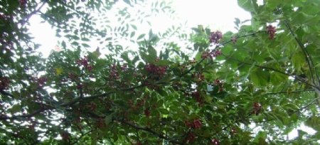 大红袍花椒树图片