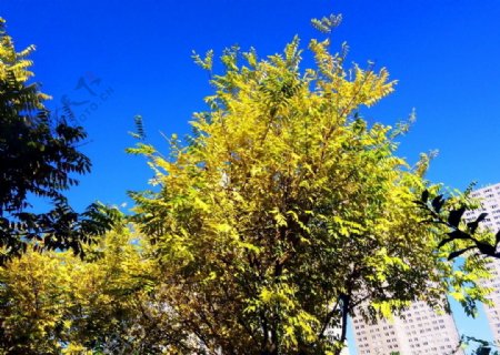 深秋黄叶树图片