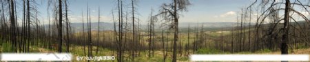 加拿大基洛纳地区烧伤树支全景大图图片