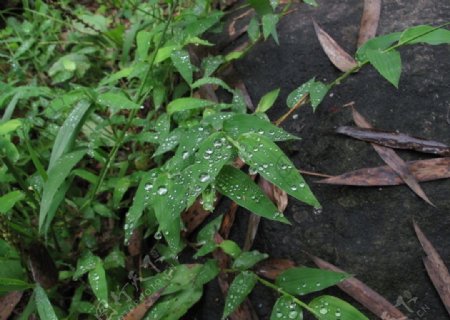 雨后竹叶图片