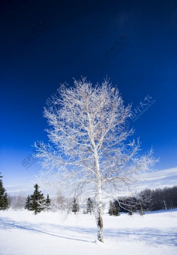 樹冰之青空图片
