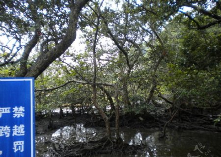 湿地红树图片