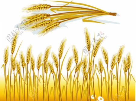小麦粮食丰收麦子矢量素材图片