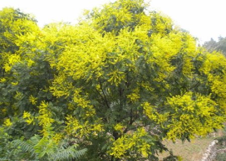开满黄花的大树图片