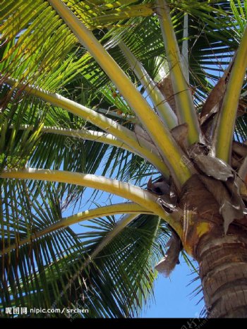 椰子樹图片