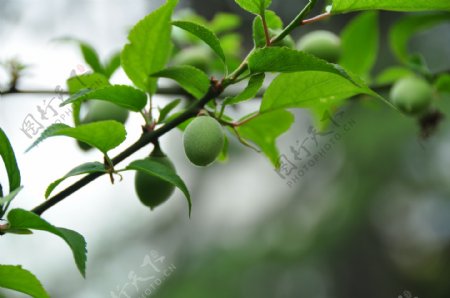 青梅梅子杏子图片