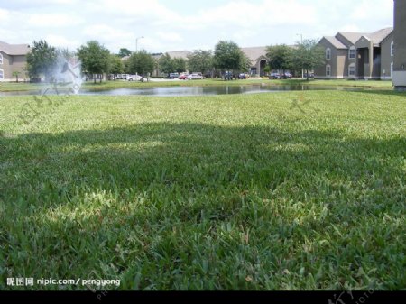 绿草地水池图片