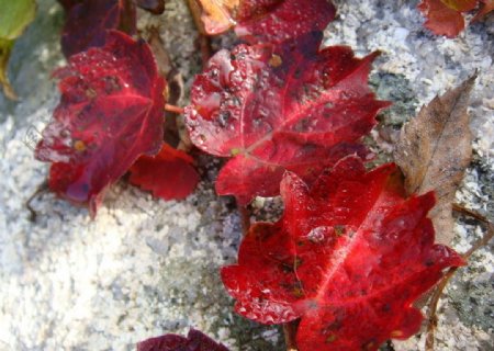 秋叶红叶图片