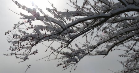 雪中红豆图片