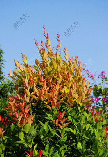 色彩斑斓的树叶图片