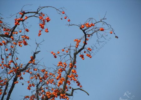 秋天挂满树枝的柿树图片