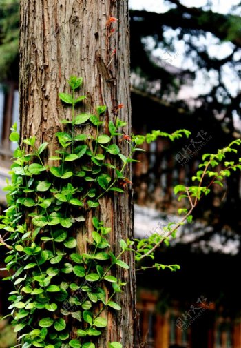 春天树干上爬满的绿色植物图片