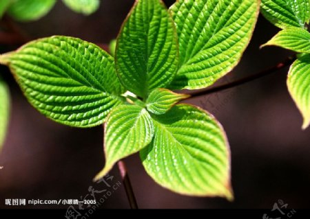 绿叶近景图片