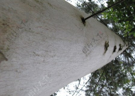 矗立的树木图片