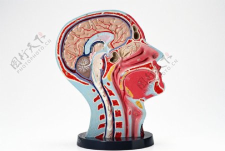 人体头部内切图图片