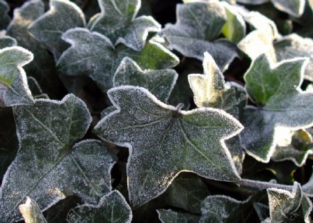冬日里的植物图片