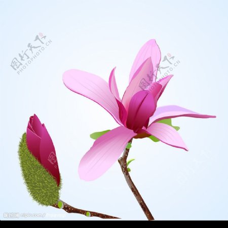 粉红色的木棉花eps图片