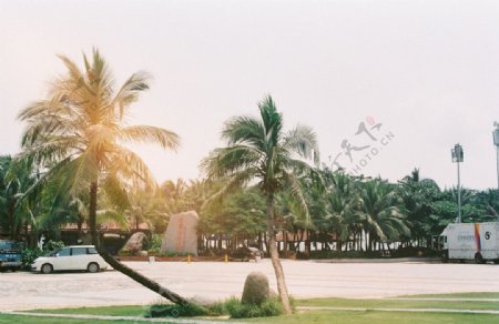 大东海地标性椰树图片