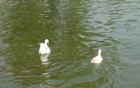 鸭子湖水图片