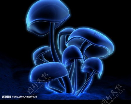 晶体蘑菇图片
