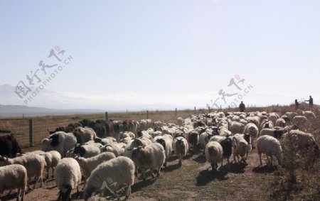 羊群非高清图片