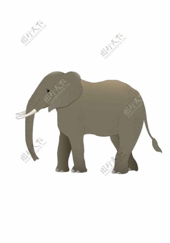 大象矢量图图片