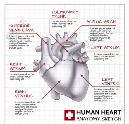 医疗和心脏解剖图片