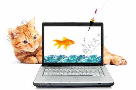 猫与金鱼图片