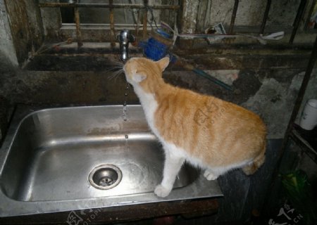 喝水的猫图片