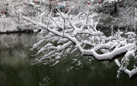 雪中的树枝图片