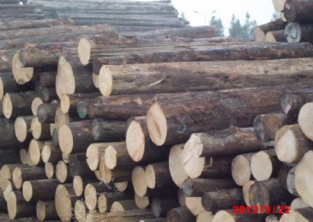 原木木材图片