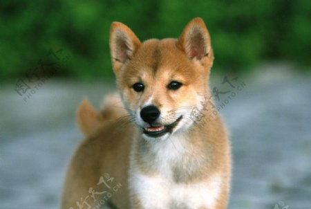 日本柴犬图片