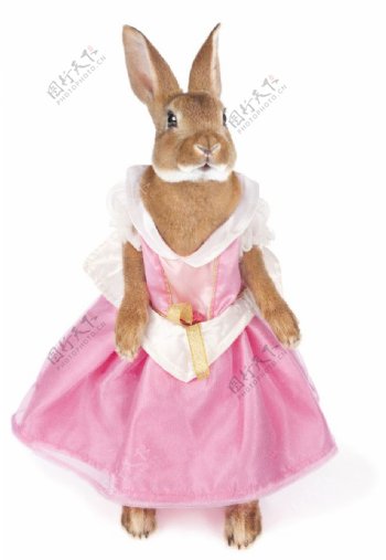 漂亮兔子穿時尚新衣服图片