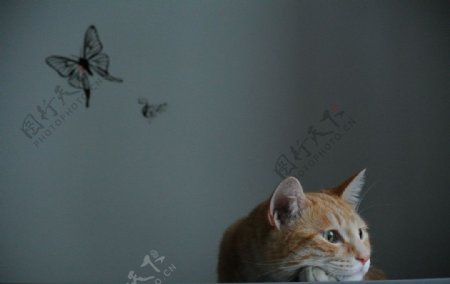 虎斑猫蝴蝶墙贴图片