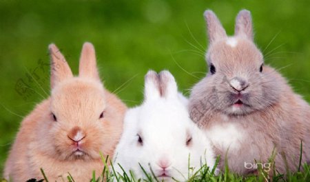 白兔灰兔黄兔图片