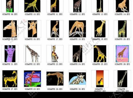 矢量长颈鹿野生动物图片