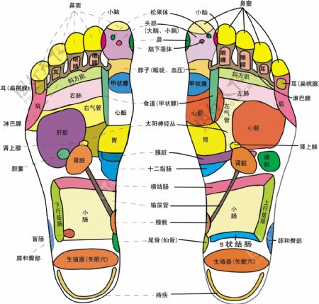 人体足部反射区AI高清矢量图图片
