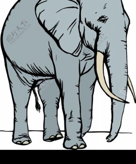 韩国矢量设计素材动物大象图片