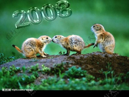 2008可爱松鼠图片