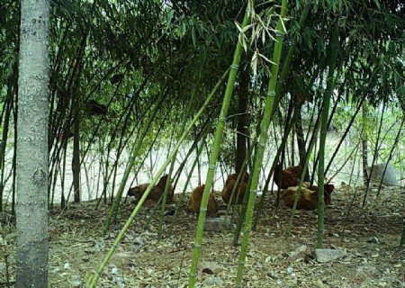 竹林里的鸡群图片