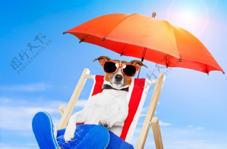 日光浴的小狗图片
