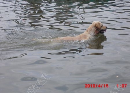 狗儿游泳图片