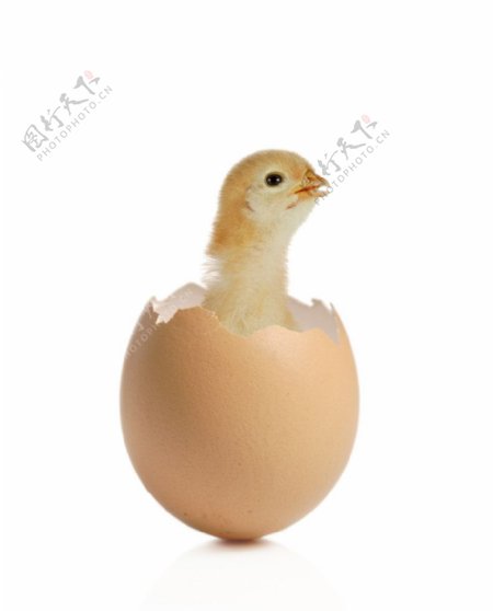 蛋壳内的小鸡图片