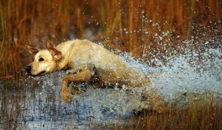 淌水的狗狗图片