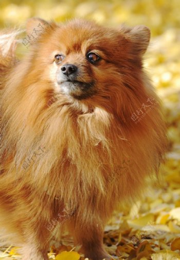 德国狐狸犬图片