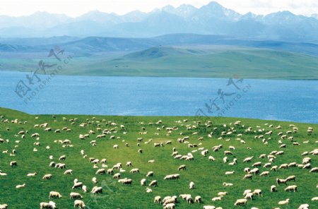 河边草原羊图片