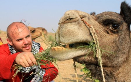 国外沙漠旅途中红衫人喂老骆驼图片