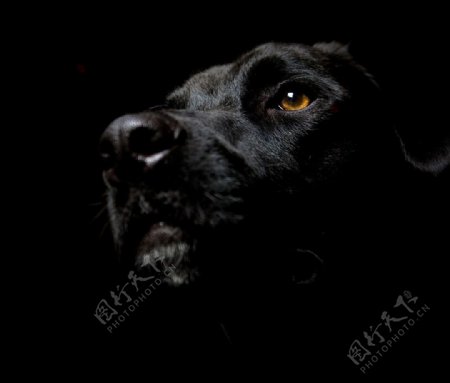 黑狗图片
