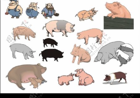 精选CorelDARW矢量图家畜猪图片